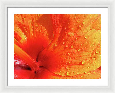 Close up of Hibiscus Petal / Art Photo - Framed Print