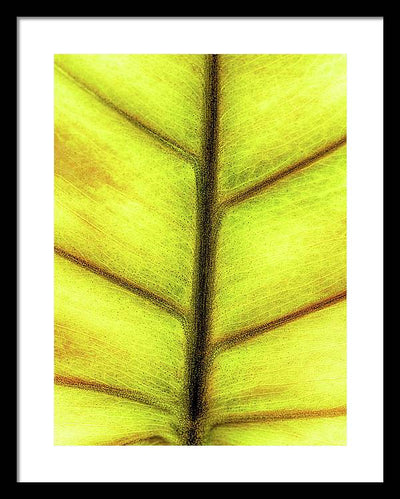 Closeup of a Leaf / Art Photo - Framed Print