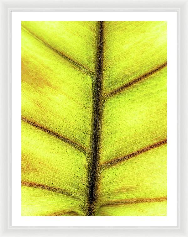 Closeup of a Leaf / Art Photo - Framed Print