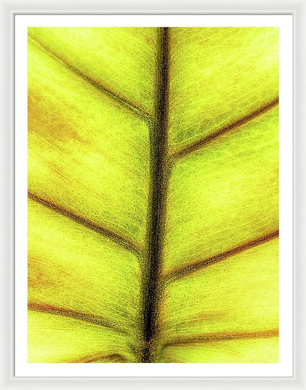 Closeup of a Leaf / Art Photo - Framed Print