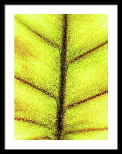 Closeup of a Leaf / Art Photo - Framed Print