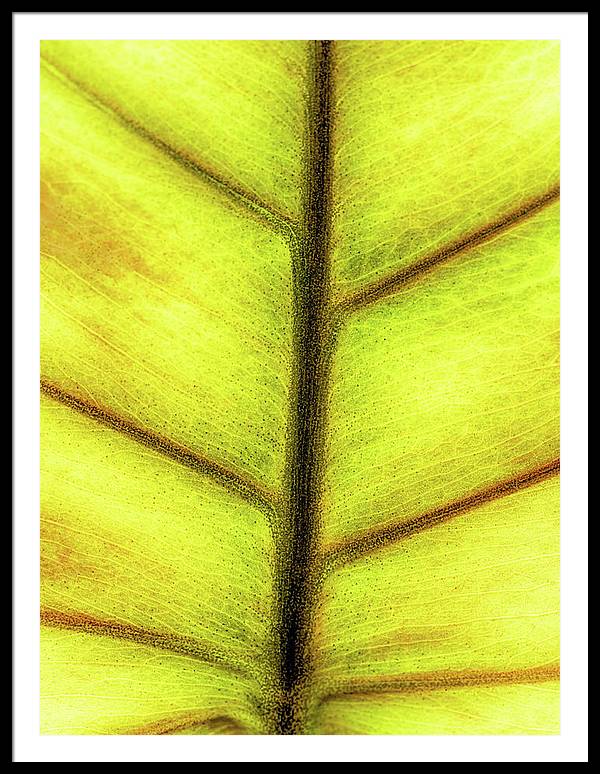 Closeup of a Leaf / Art Photo - Framed Print