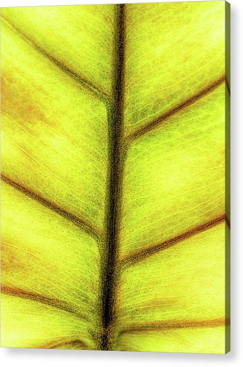 Closeup of a Leaf / Art Photo - Acrylic Print