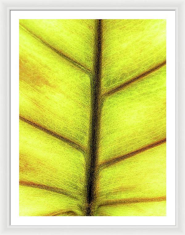 Closeup of a Leaf / Art Photo - Framed Print