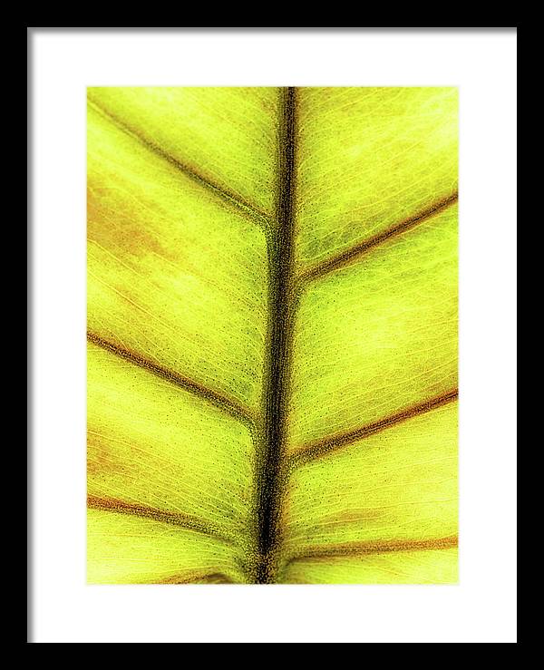 Closeup of a Leaf / Art Photo - Framed Print