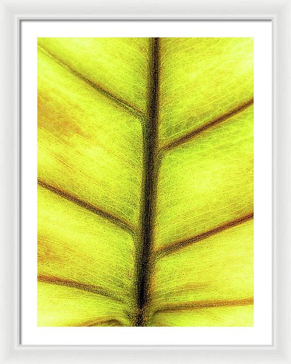 Closeup of a Leaf / Art Photo - Framed Print