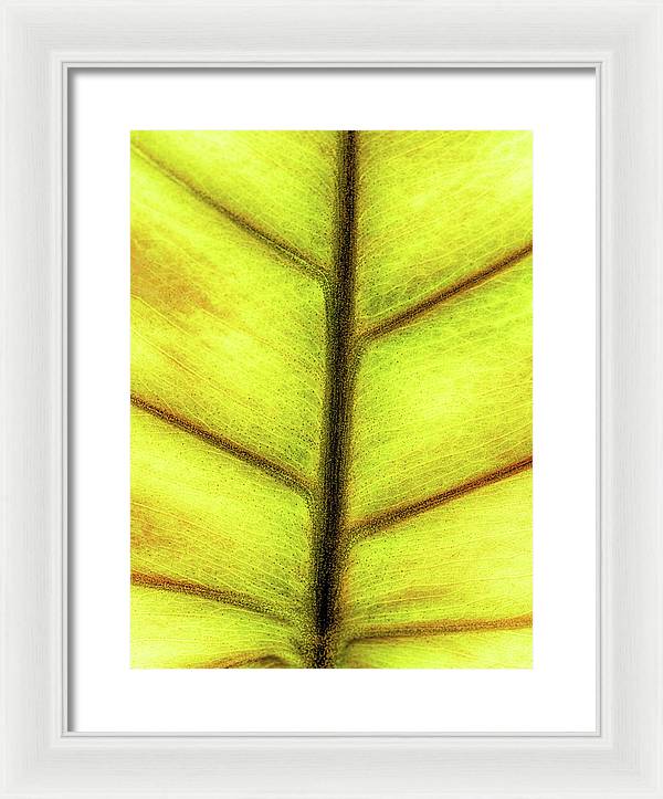 Closeup of a Leaf / Art Photo - Framed Print