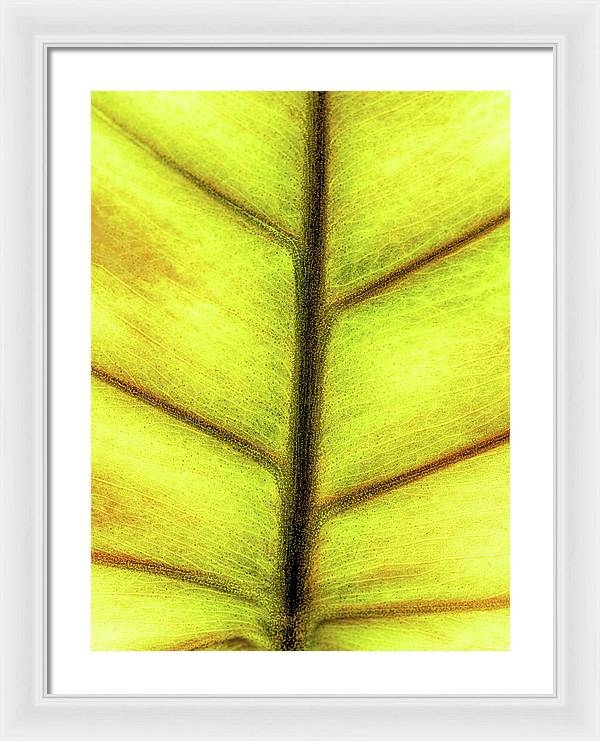 Closeup of a Leaf / Art Photo - Framed Print