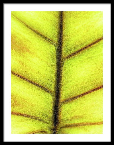 Closeup of a Leaf / Art Photo - Framed Print