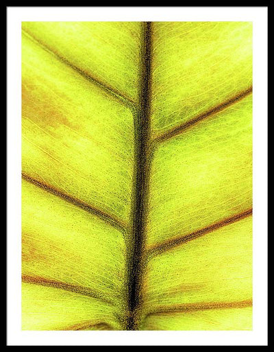 Closeup of a Leaf / Art Photo - Framed Print