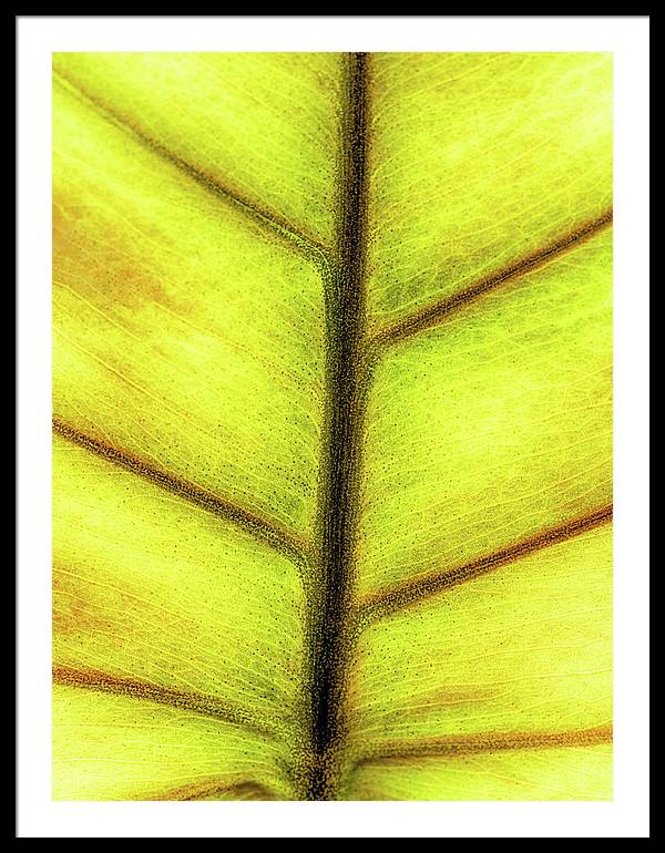 Closeup of a Leaf / Art Photo - Framed Print