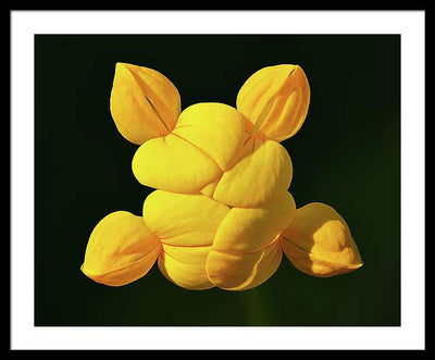 Common Bird's-Foot Trefoil Inflorescence / Art Photo - Framed Print