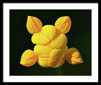 Common Bird's-Foot Trefoil Inflorescence / Art Photo - Framed Print