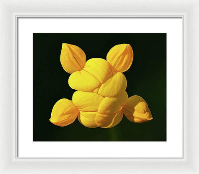 Common Bird's-Foot Trefoil Inflorescence / Art Photo - Framed Print