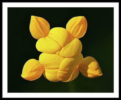 Common Bird's-Foot Trefoil Inflorescence / Art Photo - Framed Print