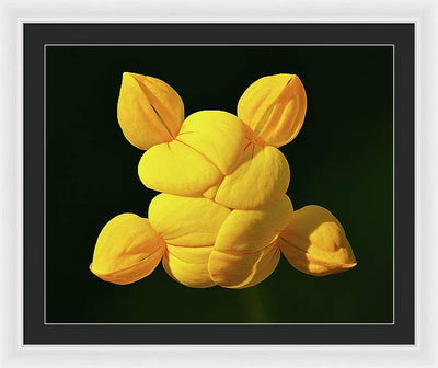 Common Bird's-Foot Trefoil Inflorescence / Art Photo - Framed Print