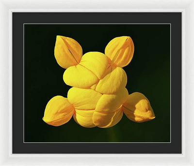 Common Bird's-Foot Trefoil Inflorescence / Art Photo - Framed Print