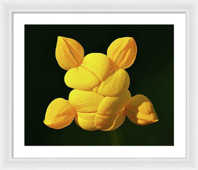 Common Bird's-Foot Trefoil Inflorescence / Art Photo - Framed Print