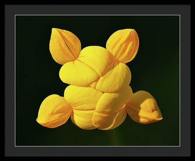 Common Bird's-Foot Trefoil Inflorescence / Art Photo - Framed Print