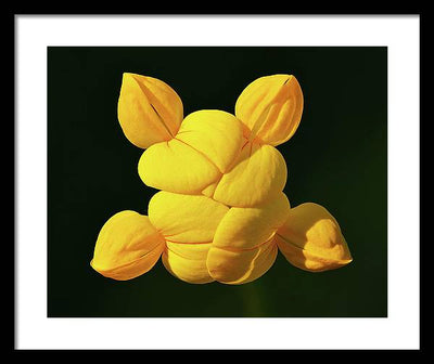 Common Bird's-Foot Trefoil Inflorescence / Art Photo - Framed Print