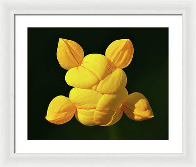 Common Bird's-Foot Trefoil Inflorescence / Art Photo - Framed Print