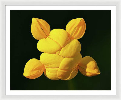 Common Bird's-Foot Trefoil Inflorescence / Art Photo - Framed Print