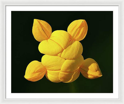 Common Bird's-Foot Trefoil Inflorescence / Art Photo - Framed Print