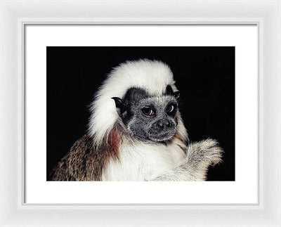 Cottontop Tamarin / Art Photo - Framed Print