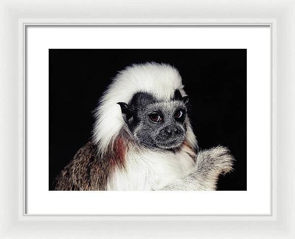 Cottontop Tamarin / Art Photo - Framed Print