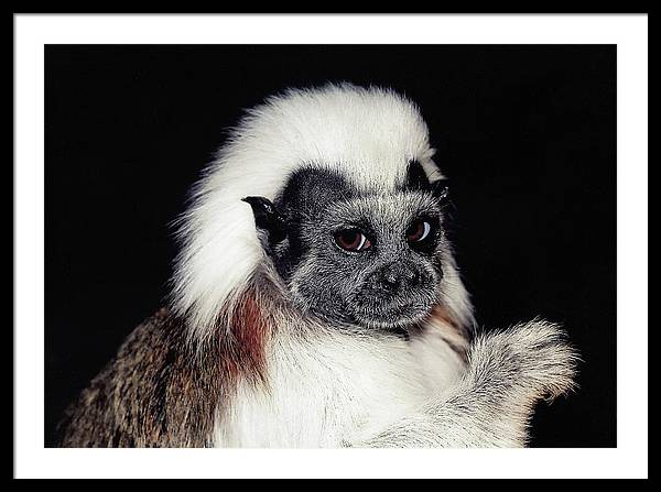 Cottontop Tamarin / Art Photo - Framed Print