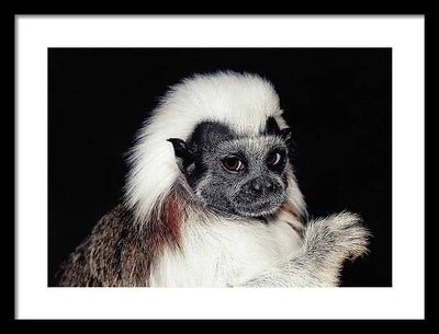 Cottontop Tamarin / Art Photo - Framed Print