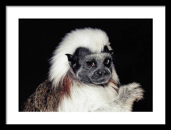 Cottontop Tamarin / Art Photo - Framed Print