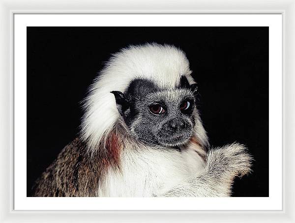 Cottontop Tamarin / Art Photo - Framed Print