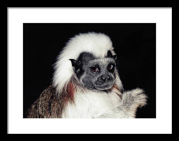 Cottontop Tamarin / Art Photo - Framed Print