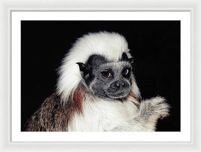 Cottontop Tamarin / Art Photo - Framed Print