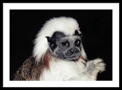 Cottontop Tamarin / Art Photo - Framed Print