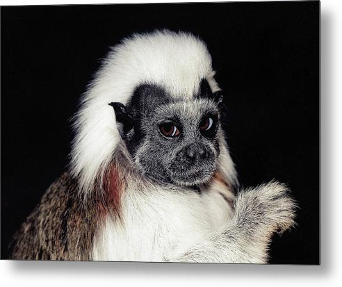 Cottontop Tamarin / Art Photo - Metal Print