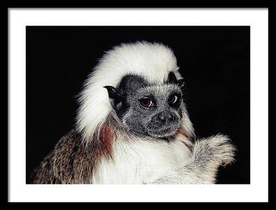 Cottontop Tamarin / Art Photo - Framed Print