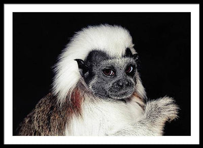 Cottontop Tamarin / Art Photo - Framed Print