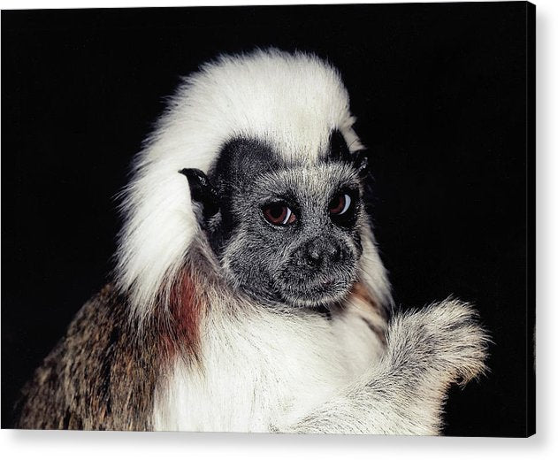 Cottontop Tamarin / Art Photo - Acrylic Print