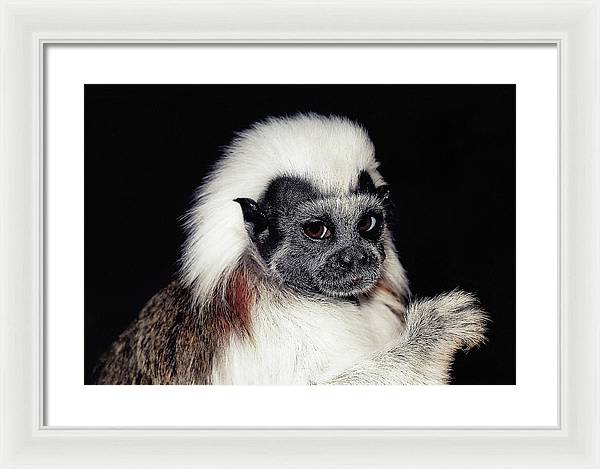 Cottontop Tamarin / Art Photo - Framed Print