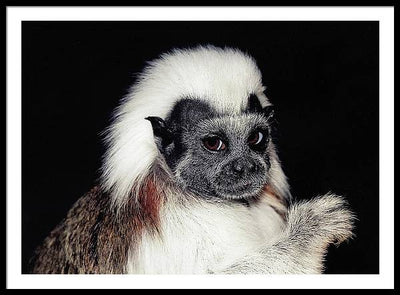 Cottontop Tamarin / Art Photo - Framed Print