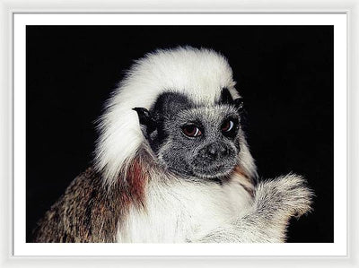 Cottontop Tamarin / Art Photo - Framed Print