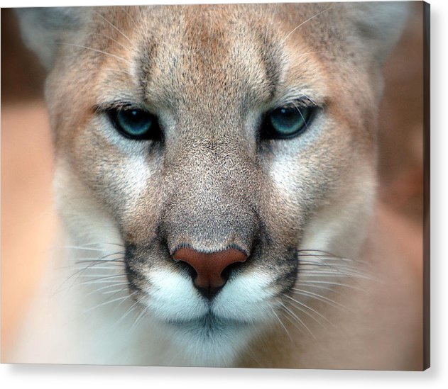 Cougar / Art Photo - Acrylic Print