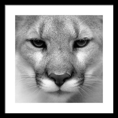 Cougar, Black and White / Art Photo - Framed Print