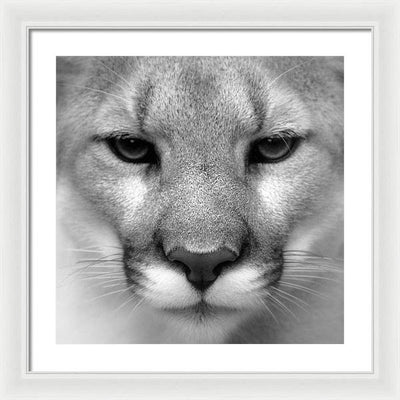 Cougar, Black and White / Art Photo - Framed Print