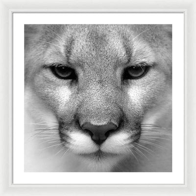 Cougar, Black and White / Art Photo - Framed Print