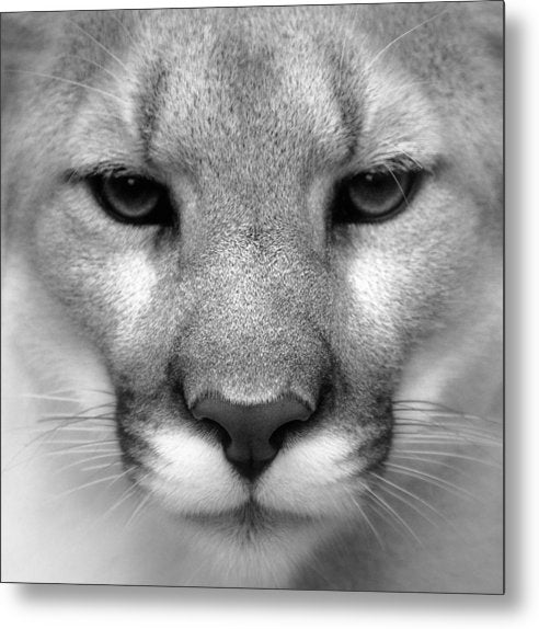 Cougar, Black and White / Art Photo - Metal Print