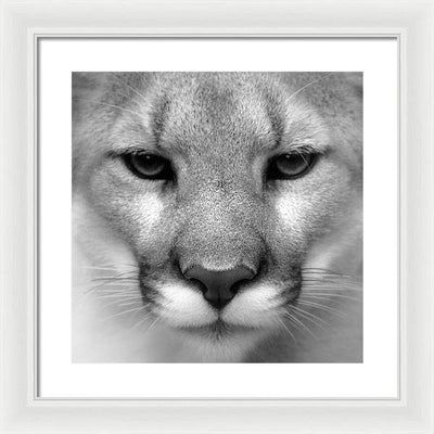 Cougar, Black and White / Art Photo - Framed Print