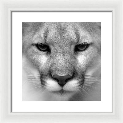 Cougar, Black and White / Art Photo - Framed Print